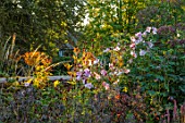 PETRA HOYER MILLAR GARDEN, OXFORDSHIRE: CASTLE END HOUSE - PLANT ASSOCIATION, COMBINATION OF ANEMONE X HYBRIDA SEPTEMBER CHARM, SANGUISORBA TANNA, PINK, RED, FLOWERS. FLOWERING