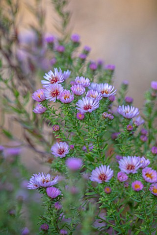 PETRA_HOYER_MILLAR_GARDEN_OXFORDSHIRE_CASTLE_END_HOUSE__CLOSE_UP_PORTRAIT_OF_PINK_FLOWERS_OF_ASTER_K