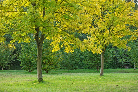 MORTON_HALL_WORCESTERSHIRE_PARK_YELLOW_LEAVES_OF_TREES__FRAXINUS_EXCELSIOR_JASPIDEA_TREES_OCTOBER_FA