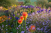PETTIFERS, OXFORDSHIRE, DESIGNER GINA PRICE: AUTUMN BORDER, RED HOT POKER, KNIPHOFIA ROOPERI, ASTER TURBINELLUS, ORANGE, PINK, FLOWERS, FALL, BLOOMS, BLOOMING