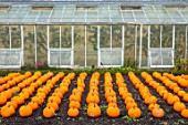 FORDE ABBEY, SOMERSET: ORANGE PUMPKINS IN THE KITCHEN, VEGETABLE GARDEN, OCTOBER, FALL, EDIBLES, GREENHOUSES