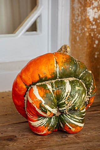 FORDE_ABBEY_SOMERSET_CLOSE_UP_OF_HARVESTED_ORANGE_PUMPKIN_TURKS_TURBAN_EDIBLES_FALL_AUTUMN_OCTOBER