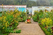 FORDE ABBEY, SOMERSET: THE KITCHEN GARDEN IN AUTUMN, FALL, OCTOBER, MIST, FOG, BORDERS, TERRACOTTA CONTAINER, GREENHOUSE
