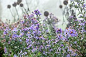 FORDE ABBEY, SOMERSET: CLOSE UP OF ASTER X FRIKARTII MONCH IN MIST, FOG, WITH COBWEBS, FALL, FLOWERING, BLOOMING, AUTUMN, BLOOMS, FLOWERS, BLUE