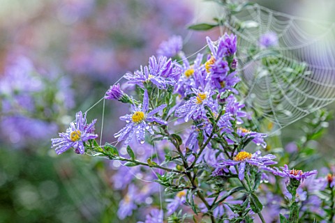 FORDE_ABBEY_SOMERSET_CLOSE_UP_OF_ASTER_X_FRIKARTII_MONCH_IN_MIST_FOG_WITH_COBWEBS_FALL_FLOWERING_BLO