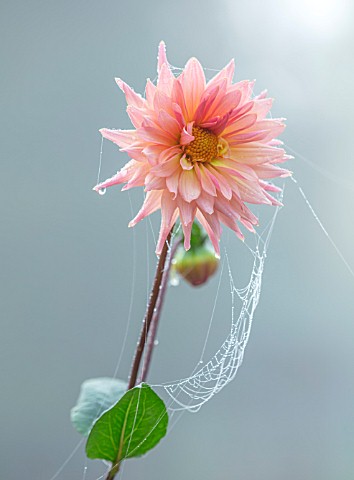FORDE_ABBEY_SOMERSET_CLOSE_UP_OF_PINK_DAHLIA_YVONNE_IN_MIST_FOG_WITH_COBWEBS_FALL_FLOWERING_BLOOMING