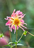 FORDE ABBEY, SOMERSET: CLOSE UP OF PINK DAHLIA BABY ROYAL IN MIST, FOG, WITH COBWEBS, FALL, FLOWERING, BLOOMING, AUTUMN, BLOOMS, FLOWERS, PINK, YELLOW