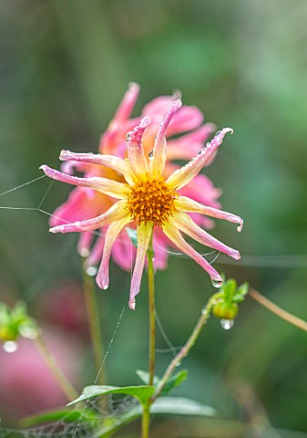 FORDE_ABBEY_SOMERSET_CLOSE_UP_OF_PINK_DAHLIA_BABY_ROYAL_IN_MIST_FOG_WITH_COBWEBS_FALL_FLOWERING_BLOO