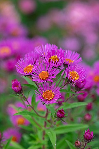THE_PICTON_GARDEN_AND_OLD_COURT_NURSERIES_WORCESTERSHIRE_ASTER_SYMPHYOTRICHUM_NOVAE_ANGLIAE_ANDENKEN