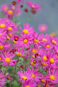 THE PICTON GARDEN AND OLD COURT NURSERIES, WORCESTERSHIRE: PINK FLOWERS OF CHRYSANTHEMUM TAPESTRY ROSE, AUTUMN, FLOWERING, PERENNIALS, BLOOMS, FALL