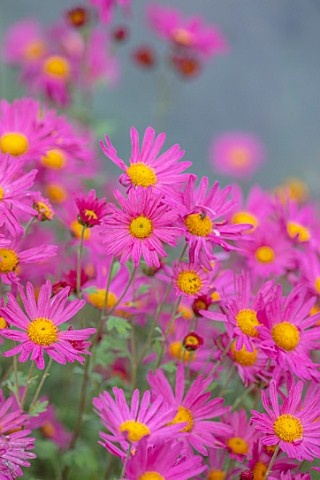 THE_PICTON_GARDEN_AND_OLD_COURT_NURSERIES_WORCESTERSHIRE_PINK_FLOWERS_OF_CHRYSANTHEMUM_TAPESTRY_ROSE