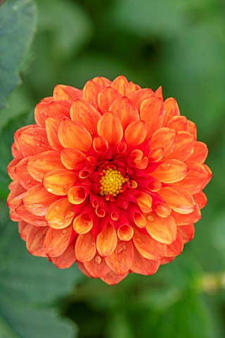 THE_PICTON_GARDEN_AND_OLD_COURT_NURSERIES_WORCESTERSHIRE_PLANT_PORTRAIT_OF_ORANGE_FLOWERS_OF_DAHLIA_
