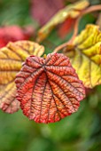 THE PICTON GARDEN AND OLD COURT NURSERIES, WORCESTERSHIRE: PLANT PORTRAIT OF LEAVES OF CORYLUS AVELLANA RED MAJESTIC, HAZELS, SHRUBS, FOLIAGE, FALL