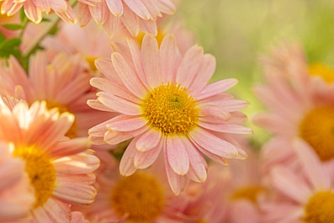 HILL_CLOSE_GARDENS_WARWICK_CLOSE_UP_OF_APRICOT_YELLOW_SEMI_DOUBLE_FLOWERS_OF_CHRYSANTHEMUM_PERRYS_PE