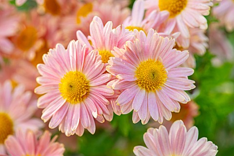 HILL_CLOSE_GARDENS_WARWICK_CLOSE_UP_OF_APRICOT_YELLOW_SEMI_DOUBLE_FLOWERS_OF_CHRYSANTHEMUM_PERRYS_PE