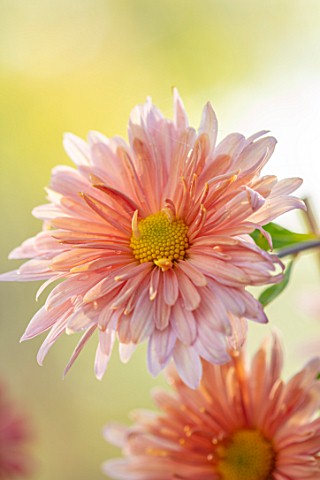 HILL_CLOSE_GARDENS_WARWICK_CLOSE_UP_OF_APRICOT_PINK_FLOWERS_OF_CHRYSANTHEMUM_PERRYS_PEACH__PERENNIAL