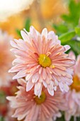 HILL CLOSE GARDENS, WARWICK: CLOSE UP OF APRICOT, PINK FLOWERS OF CHRYSANTHEMUM PERRYS PEACH . PERENNIALS, BLOOMS, BEDDING, AUTUMN, FALL, HARDY
