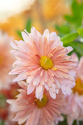 HILL_CLOSE_GARDENS_WARWICK_CLOSE_UP_OF_APRICOT_PINK_FLOWERS_OF_CHRYSANTHEMUM_PERRYS_PEACH__PERENNIAL