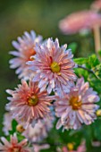 HILL CLOSE GARDENS, WARWICK: CLOSE UP OF APRICOT, PINK FLOWERS OF CHRYSANTHEMUM PERRYS PEACH . PERENNIALS, BLOOMS, BEDDING, AUTUMN, FALL, HARDY