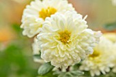 HILL CLOSE GARDENS, WARWICK: CLOSE UP OF WHITE, CREAM, YELLOW SEMI DOUBLE FLOWERS OF CHRYSANTHEMUM POESIE. PERENNIALS, BLOOMS, BEDDING, AUTUMN, FALL, HARDY