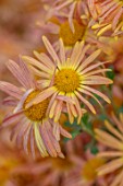HILL CLOSE GARDENS, WARWICK: CLOSE UP OF YELLOW, PINK, APRICOT, PEACH FLOWERS OF CHRYSANTHEMUM MARY STOKER. PERENNIALS, BLOOMS, BEDDING, AUTUMN, FALL, HARDY