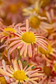 HILL CLOSE GARDENS, WARWICK: CLOSE UP OF YELLOW, PINK, APRICOT, PEACH FLOWERS OF CHRYSANTHEMUM MARY STOKER. PERENNIALS, BLOOMS, BEDDING, AUTUMN, FALL, HARDY