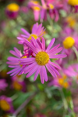 HILL_CLOSE_GARDENS_WARWICK_CLOSE_UP_OF_PINK_FLOWERS_OF_CHRYSANTHEMUM_TAPESTRY_ROSE_PERENNIALS_BLOOMS