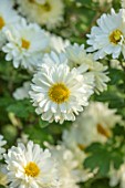 HILL CLOSE GARDENS, WARWICK: CLOSE UP OF WHITE, CREAM, YELLOW SEMI DOUBLE FLOWERS OF CHRYSANTHEMUM POESIE. PERENNIALS, BLOOMS, BEDDING, AUTUMN, FALL, HARDY