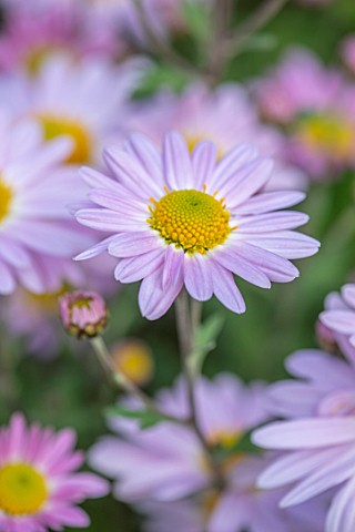 HILL_CLOSE_GARDENS_WARWICK_CLOSE_UP_OF_PINK_FLOWERS_OF_CHRYSANTHEMUM_INNOCENCE_PERENNIALS_BLOOMS_BED