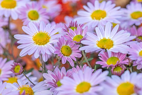 HILL_CLOSE_GARDENS_WARWICK_CLOSE_UP_OF_PINK_FLOWERS_OF_CHRYSANTHEMUM_INNOCENCE_PERENNIALS_BLOOMS_BED