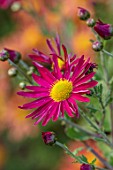 HILL CLOSE GARDENS, WARWICK: CLOSE UP OF PINK, RED, YELLOW FLOWERS OF CHRYSANTHEMUM ROYAL SPORT. PERENNIALS, FLOWERS, BLOOMS, BEDDING, AUTUMN, FALL, HARDY