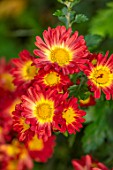 HILL CLOSE GARDENS, WARWICK: CLOSE UP OF YELLOW, RED, FLOWERS OF CHRYSANTHEMUM HERBSTFEUER. PERENNIALS, BLOOMS, BEDDING, AUTUMN, FALL, HARDY
