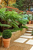 DESIGNER ANTHONY PAUL: SMALL, TOWN, FORMAL, LONDON, WALLS, TRELLIS, RAISED, BEDS, BOX BALLS IN CONTAINERS, TREE FERNS, DICKSONIA ANTARCTICA, GREEN, PATHS, PAVING, GRAVEL