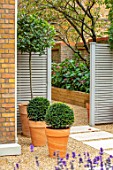 DESIGNER ANTHONY PAUL: SMALL, TOWN, FORMAL, LONDON, WALLS, TRELLIS, RAISED, BEDS, BOX BALLS IN CONTAINERS, TREE FERNS, PATHS, PAVING, GRAVEL