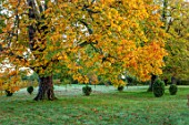 MORTON HALL GARDENS, WORCESTERSHIRE: WHITE HORSE CHESTNUT IN THE PARK, SUNRISE, ENGLISH, COUNTRY, GARDENS, LEAVES, FOLIAGE, FALL, AUTUMN