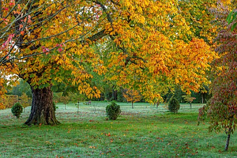 MORTON_HALL_GARDENS_WORCESTERSHIRE_WHITE_HORSE_CHESTNUT_IN_THE_PARK_SUNRISE_ENGLISH_COUNTRY_GARDENS_