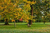 MORTON HALL GARDENS, WORCESTERSHIRE: WHITE HORSE CHESTNUT IN THE PARK, SUNRISE, ENGLISH, COUNTRY, GARDENS, LEAVES, FOLIAGE, FALL, AUTUMN, WOODEN, SEAT, BENCHES