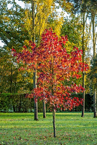 MORTON_HALL_GARDENS_WORCESTERSHIRE_AUTUMN_COLOUR_IN_THE_PARK_WITH_RED_FOLIAGE_OF_LIQUIDAMBAR_STYRACI