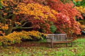 THORP PERROW ARBORETUM, YORKSHIRE: WOODEN BENCH, SEAT, RED, ORANGE LEAVES, FOLIAGE OF MAPLES IN AUTUMN, FALL, TREES, ACERS, ACER PALMATUM
