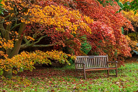THORP_PERROW_ARBORETUM_YORKSHIRE_WOODEN_BENCH_SEAT_RED_ORANGE_LEAVES_FOLIAGE_OF_MAPLES_IN_AUTUMN_FAL