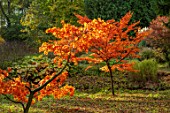 THORP PERROW ARBORETUM, YORKSHIRE: AUTUMN COLOUR OF JAPANESE MAPLES IN THE WOODLAND, ACERS, FALL