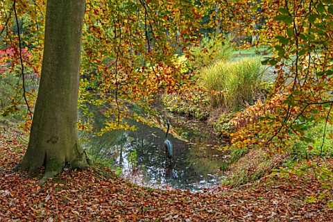 THORP_PERROW_ARBORETUM_YORKSHIRE_POOL_POND_LAKE_WITH_HERON_SCULPTURE_AND_AUTUMN_COLOUR_FALL