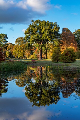 THORP_PERROW_ARBORETUM_YORKSHIRE_CATHERINE_PARRS_OAK_REFLECTED_IN_LAKE_WATER_POOL_AUTUMN_FALL_TREES