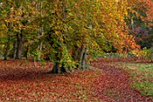 THORP PERROW ARBORETUM, YORKSHIRE: BEECH TREES IN AUTUMN, FALL, FOLIAGE, LEAVES, TREES