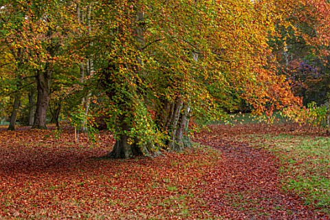 THORP_PERROW_ARBORETUM_YORKSHIRE_BEECH_TREES_IN_AUTUMN_FALL_FOLIAGE_LEAVES_TREES
