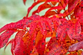 THORP PERROW ARBORETUM, YORKSHIRE: CLOSE UP PLANT PORTRAIT OF RED LEAVES OF SORBUS SARGENTIANA. MOUNTAIN ASH, ROWAN, TREES, FALL, AUTUMN