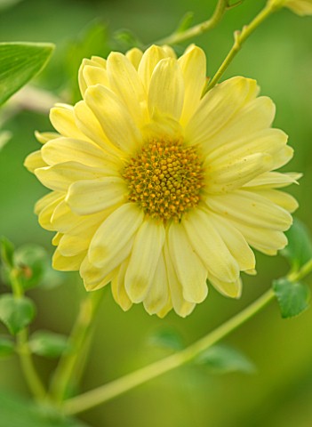 NORWELL_NURSERIES_NOTTINGHAMSHIRE_CLOSE_UP_PORTRAIT_OF_THE_YELLOW_FLOWERS_OF_HARDY_CHRYSANTHEMUM_COT