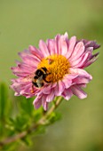 NORWELL NURSERIES, NOTTINGHAMSHIRE: CLOSE UP PORTRAIT OF BEE ON PINK FLOWERS OF HARDY CHRYSANTHEMUM VAGABOND PRINCE, PERENNIALS, FALL, BLOOMS