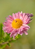NORWELL NURSERIES, NOTTINGHAMSHIRE: CLOSE UP PORTRAIT OF BEE ON PINK FLOWERS OF HARDY CHRYSANTHEMUM VAGABOND PRINCE, PERENNIALS, FALL, BLOOMS