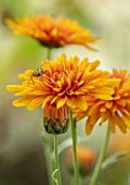 NORWELL NURSERIES, NOTTINGHAMSHIRE: CLOSE UP PORTRAIT OF THE YELLOW, ORANGE FLOWERS OF HARDY CHRYSANTHEMUM RUBY RAYNOR, GOLD, PERENNIALS, FALL, BLOOMS